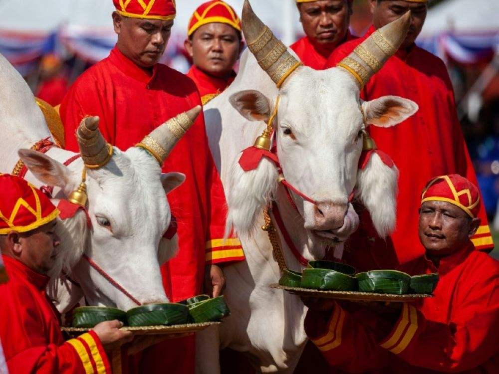 春耕节占卜 今年五谷丰登