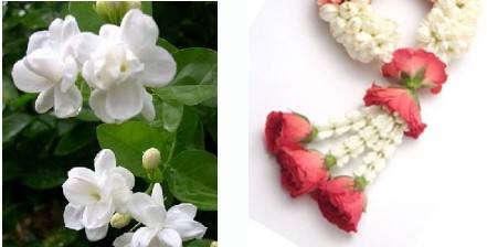 泰国“母亲节”的由来