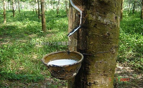 黄春发天然乳胶.jpg